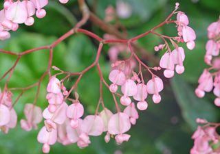 Cómo cuidar la begonia de alas de ángel: una guía rápida para mantener sus hojas y flores siempre perfectas
