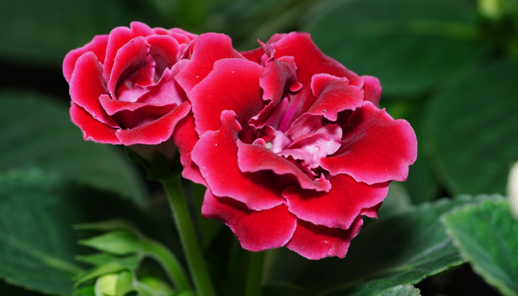 Esta planta conquista gracias a sus flores grandes y aterciopeladas, que pueden por varias semanas manteniendo los cuidados adecuados. Esta planta conquista gracias a sus flores grandes y aterciopeladas, que pueden por varias semanas manteniendo los cuidados adecuados.