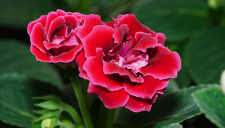 C&oacute;mo cuidar la Gloxinia y conservar sus flores de terciopelo durante m&aacute;s tiempo