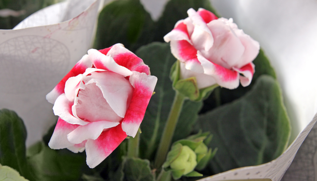 Existen variedades de gloxinia con flores bicolores y dobles que son perfectas para darle un toque llamativo a los interiores.
Existen variedades de gloxinia con flores bicolores y dobles que son perfectas para darle un toque llamativo a los interiores.
