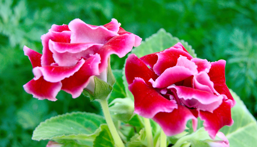 Con sus pétalos suaves y colores tan intensos, la gloxinia es una de las plantas de interior más llamativas.
Con sus pétalos suaves y colores tan intensos, la gloxinia es una de las plantas de interior más llamativas.