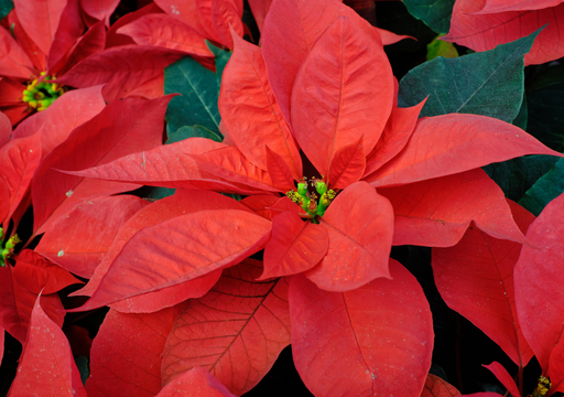 Cómo cuidar la Nochebuena para que sobreviva después de Navidad (y vuelva a florecer)