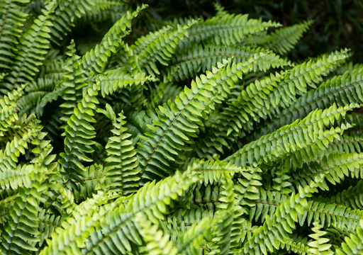 gummibaum rollt blätter XXL Gummibaum Stamm kaufen – Green Me Up main image 1