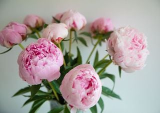 Cómo cuidar peonías en florero: 5 consejos para disfrutar de su belleza por más tiempo