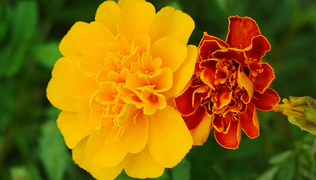 No todos los cempasúchiles son totalmente naranjas: existen variedades amarillas, rojizas y bicolores, con distintos tamaños y formas de flor. No todos los cempasúchiles son totalmente naranjas: existen variedades amarillas, rojizas y bicolores, con distintos tamaños y formas de flor.