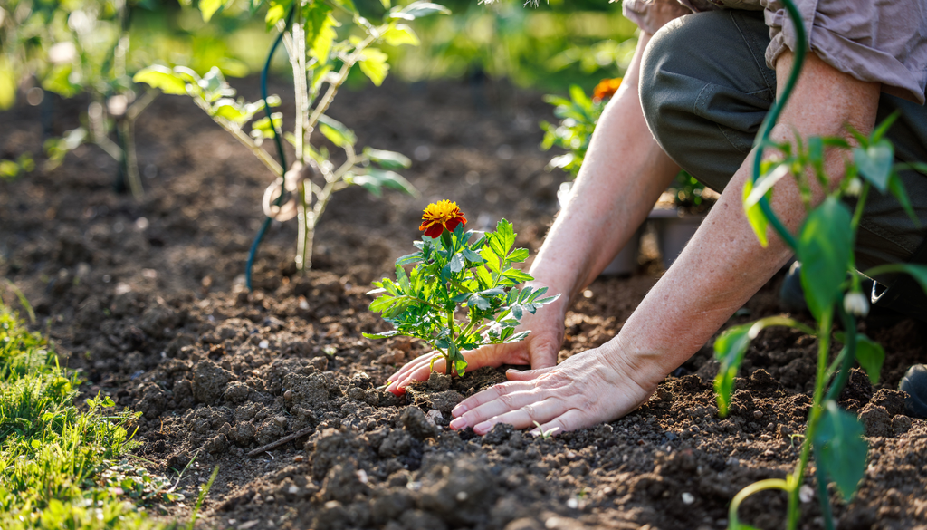 Si trasplantas un cempasúchil que ya tiene flores, conserva intacto el cepellón para reducir el estrés y evitar perder botones. Si trasplantas un cempasúchil que ya tiene flores, conserva intacto el cepellón para reducir el estrés y evitar perder botones.