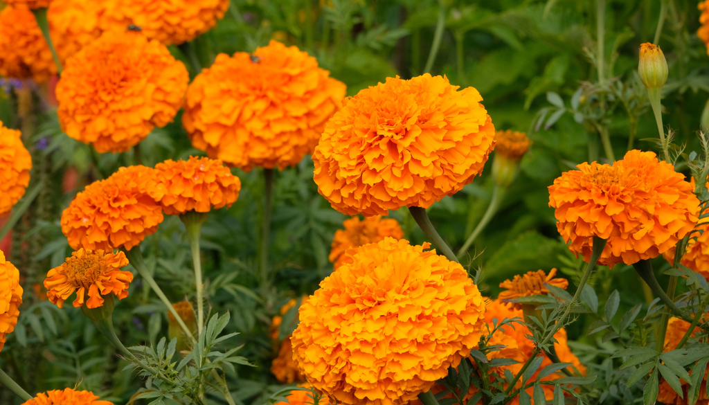 Las flores grandes y redondeadas pertenecen a variedades de cempasúchil elegidas por su abundancia de pétalos y su valor ornamental. Las flores grandes y redondeadas pertenecen a variedades de cempasúchil elegidas por su abundancia de pétalos y su valor ornamental.