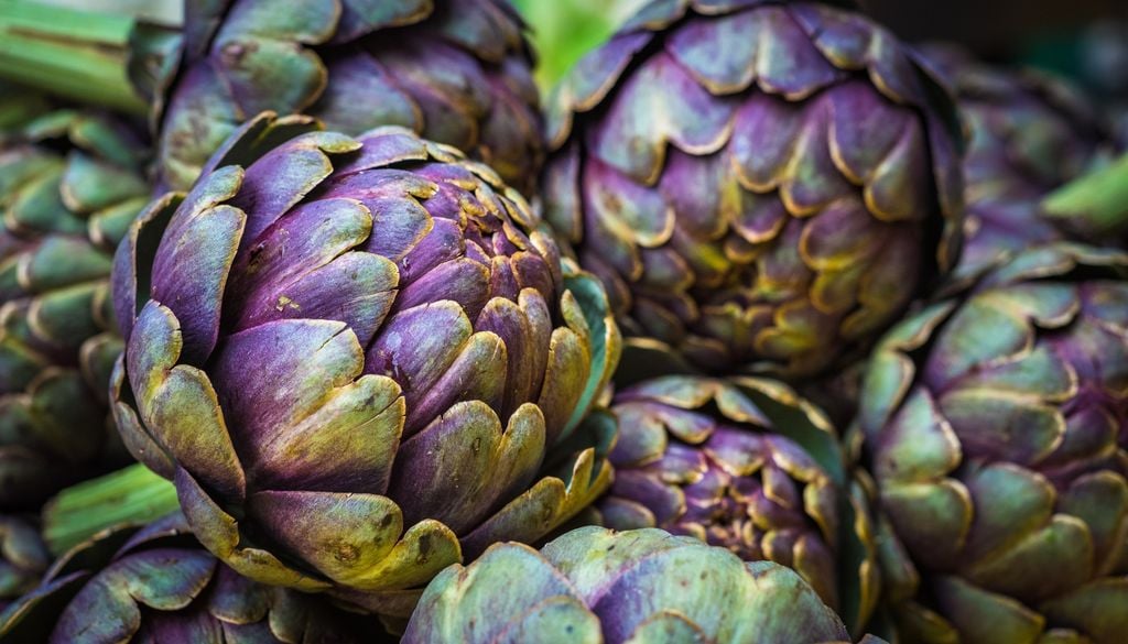 plantas Además de ser comestible, el alcaucil tiene un atractivo ornamental por sus grandes hojas y sus llamativas flores.