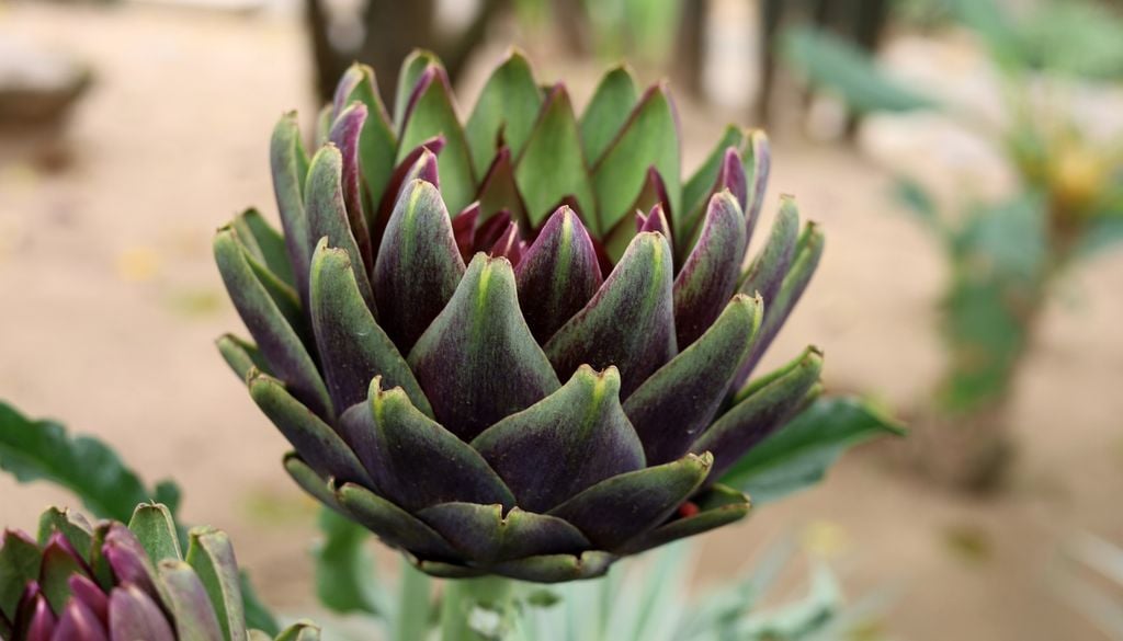 plantas Una maceta generosa, buen drenaje, sol directo y paciencia son algunas de las claves para cosechar alcauciles en casa.