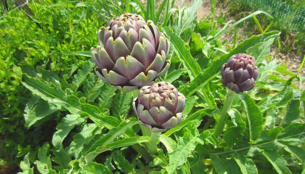 plantas El alcaucil no es una hortaliza de crecimiento rápido: una plantación de primavera puede esperar hasta la siguiente primavera para producir.