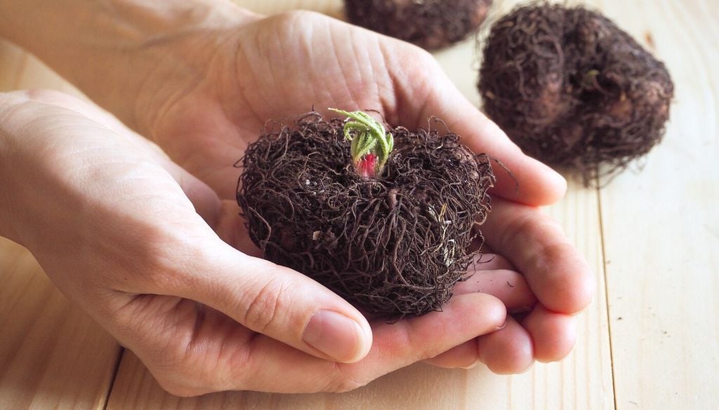 tubers La brotación puede tardar algunas semanas, por lo que es importante mantener condiciones estables y evitar el exceso de agua mientras aparecen los primeros tallos.