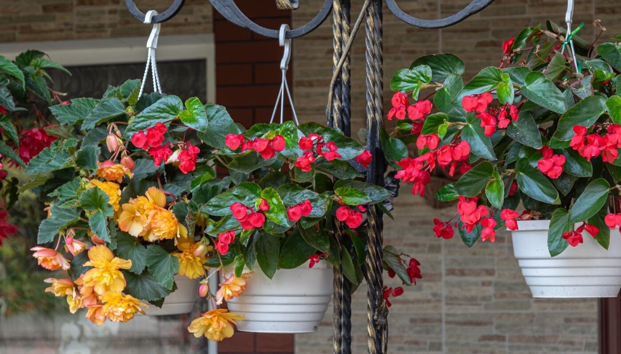 No todas las begonias crecen en forma de mata compacta: algunas desarrollan tallos largos que lucen especialmente bien en cestas suspendidas.