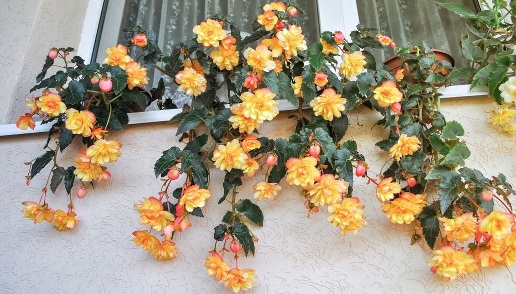 begonia ventana Las raíces de la begonia tuberosa no necesitan un recipiente excesivamente profundo; lo importante es que el tubérculo tenga espacio y el sustrato drene bien.
