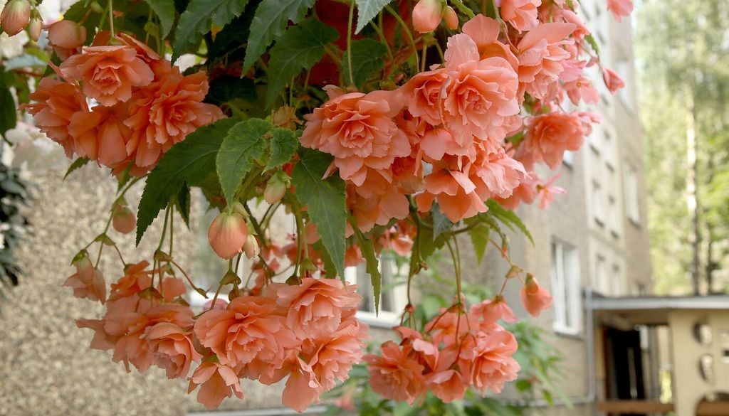 tuberosa Las begonias tuberosas agradecen los ambientes protegidos del calor intenso, especialmente cuando las temperaturas primaverales comienzan a subir.