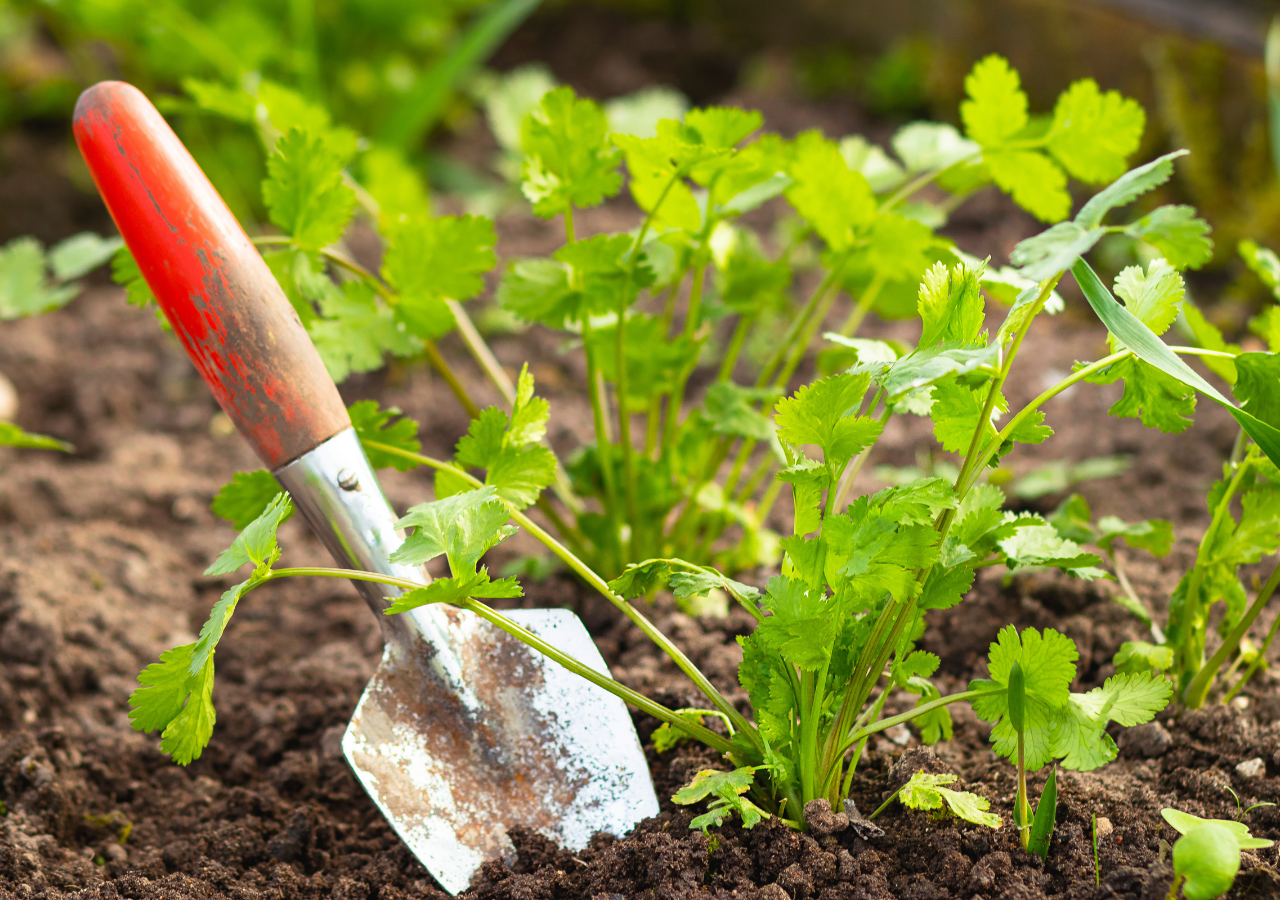 Si quieres disfrutar de hojas frescas sin interrupciones, puedes sembrar nuevas semillas cada 3 o 4 semanas.
