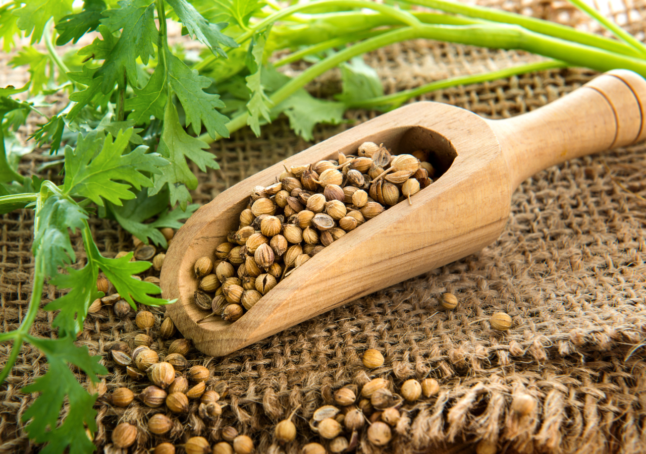 Hojas De Cilantro Cilantro En Hojas Abarrotes & Granel