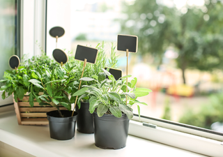 Cómo cultivar hierbas en casa: 5 opciones deliciosas y fáciles para principiantes