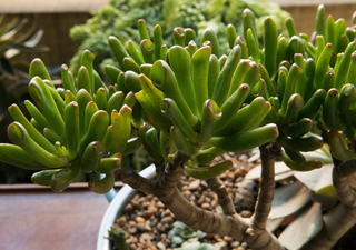 Cómo cultivar la planta que parece la Oreja de Shrek: la suculenta que combina belleza y simplicidad