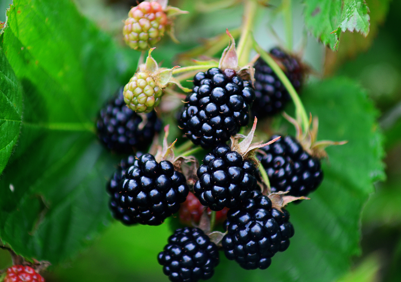 Aunque muchas personas piensan que son bayas, técnicamente las moras son frutas agregadas, formadas por muchas pequeñas drupas.