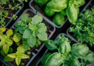 How to grow herbs in pots: from basil to mint