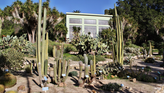 C&oacute;mo cultivar tetecho en maceta y transformar tu terraza en un peque&ntilde;o huerto de cactus comestibles