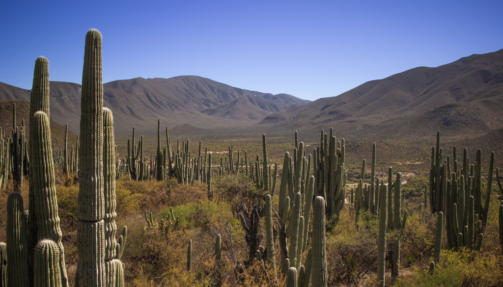 En su hábitat natural, muchas plántulas de cactus columnares sobreviven mejor bajo la sombra de arbustos nodriza, que las protegen del sol extremo.