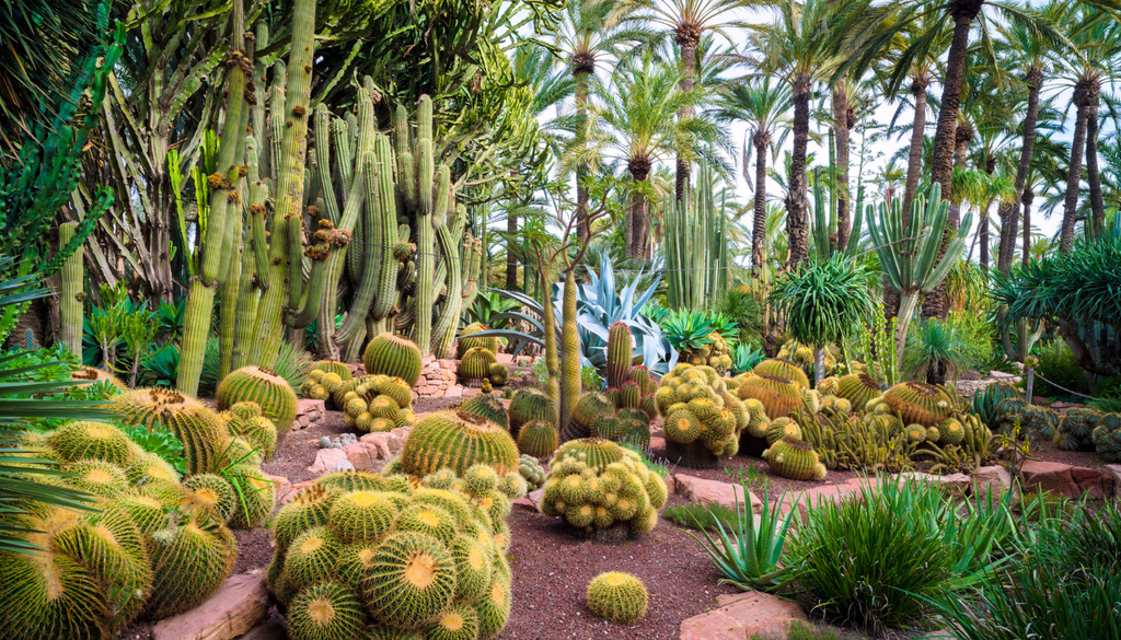 Una terraza con cactus comestibles puede reducir el consumo de agua frente a un huerto tradicional de hojas tiernas, siempre que se diseñe con buen drenaje.