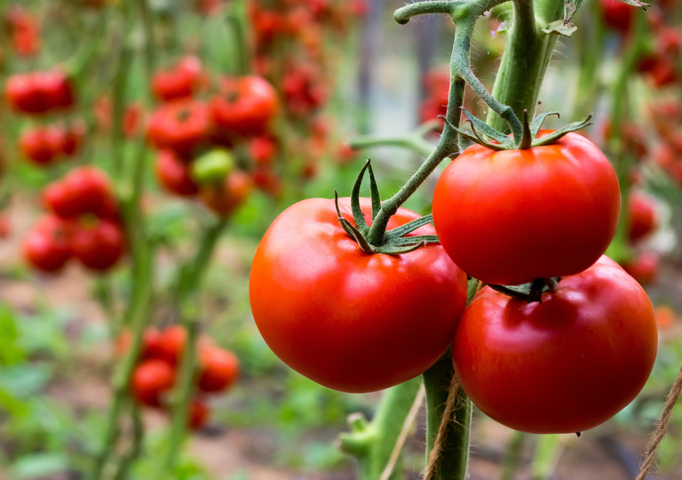 Cómo cultivar tomates en casa y en interiores durante todo el año