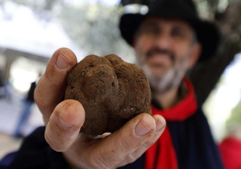 Trufas em Portugal Trufas em Portugal