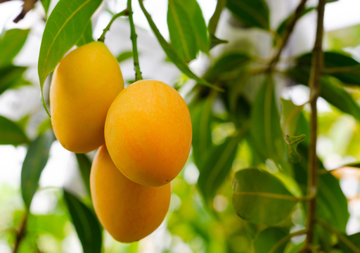 Cómo cultivar tu propio árbol de mango desde casa y sin jardín, directo en una maceta