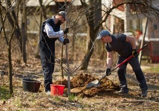Cómo cultivar un nogal en tu jardín: con estos consejos de experto el éxito está asegurado