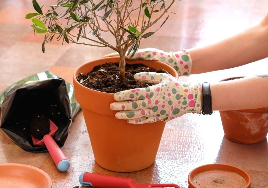 plantas El olivo es uno de los árboles más antiguos del mundo y símbolo del paisaje mediterráneo.