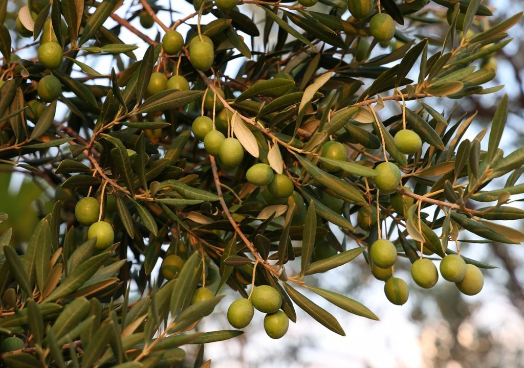 plantas En exteriores, el olivo puede alcanzar varios metros con el paso de los años.