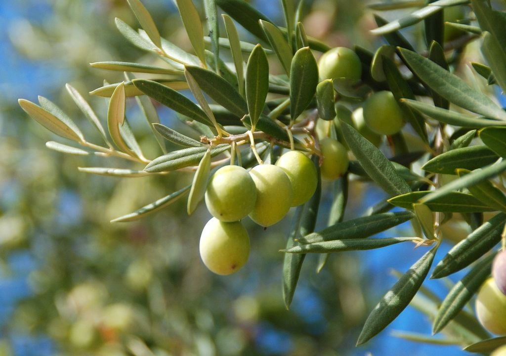 plantas Un clásico de los jardines mediterráneos que también se adapta a entornos urbanos.
