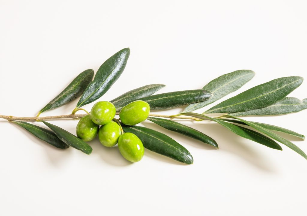 plantas Las aceitunas comienzan verdes y oscurecen a medida que maduran.