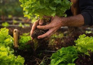 ¿Cómo debes sembrar y cuidar la lechuga para que crezca sana este otoño?