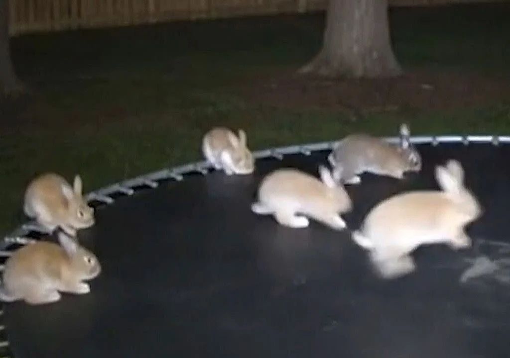 El video de los conejos en la cama elástica que recientemente superó los 240 millones de reproducciones en Tik Tok