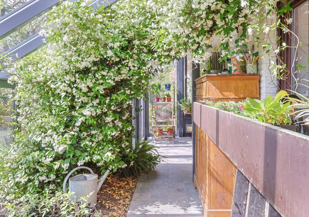 jazmin El jazmín estrella (Trachelospermum jasminoides) es una trepadora resistente y de follaje denso, ideal para cubrir estructuras y sumar privacidad en balcones.