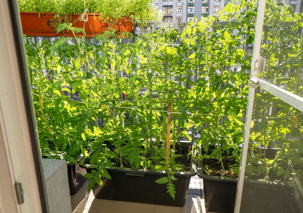 verde Celosías, cañas y fibras naturales funcionan como apoyo mientras las plantas terminan de cubrir el espacio.