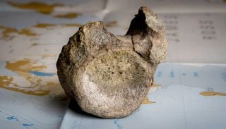 C&oacute;mo el primer f&oacute;sil de dinosaurio hallado en la Ant&aacute;rtida pas&oacute; 40 a&ntilde;os olvidado en un caj&oacute;n