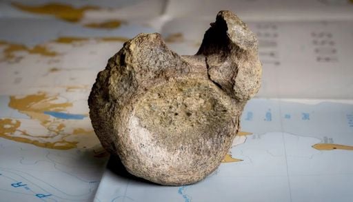 C&oacute;mo el primer f&oacute;sil de dinosaurio hallado en la Ant&aacute;rtida pas&oacute; 40 a&ntilde;os olvidado en un caj&oacute;n