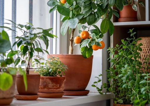 C&oacute;mo elegir &aacute;rboles frutales que crezcan r&aacute;pido y den frutos pronto tanto en huerto como en maceta