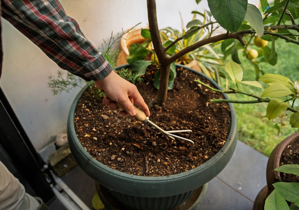 Los frutales injertados suelen ser productivos mucho antes que los frutales obtenidos mediante semillas