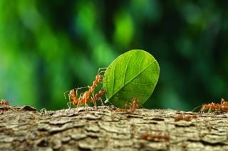 Como eliminar as formigas das raízes das plantas de forma sustentável? Nós explicamos