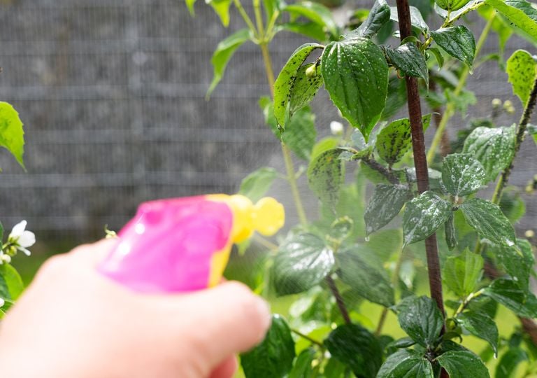 Cómo eliminar el pulgón de las plantas de forma natural: cinco trucos caseros