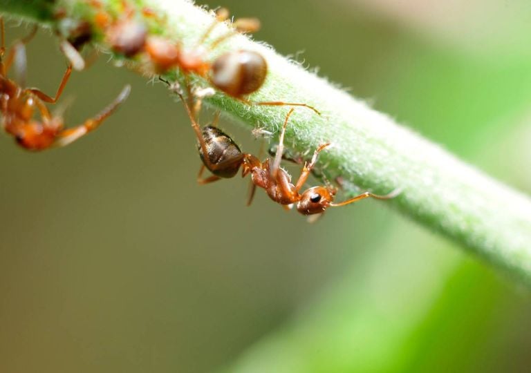 Como eliminar formigueiros em sua casa ou jardim de forma natural: 5 maneiras eficazes