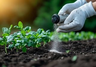 How to eliminate ant hills in your home or garden naturally: 5 effective ways