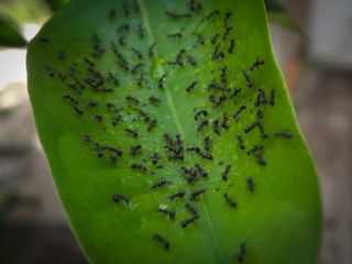 Cómo eliminar hormigueros en casa o jardín de forma natural: 5 maneras eficaces