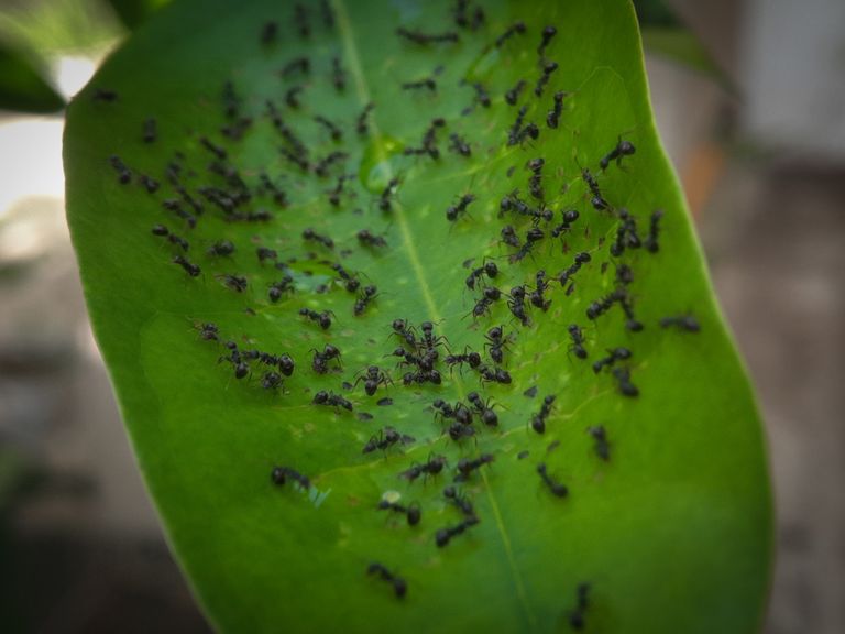 Cómo eliminar hormigueros en casa o jardín de forma natural: 5 maneras eficaces
