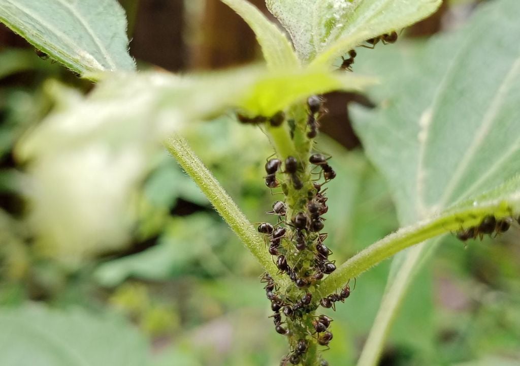 Hormigas en una planta